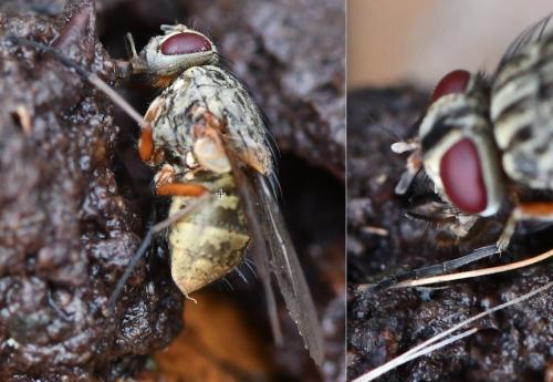 Phaonia valida